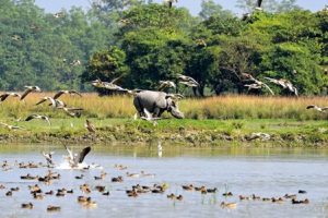 Wildlife-Week-Indias-global-message-of-conservation-in-the-face-of-extinction!