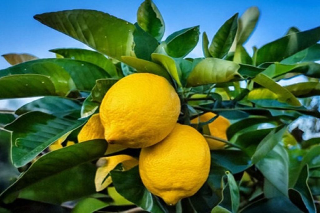 स्वभाव से खट्टा होने के बाद एसिडिटी का दुश्मन है नींबू, बस जान लें सेवन के तरीके!