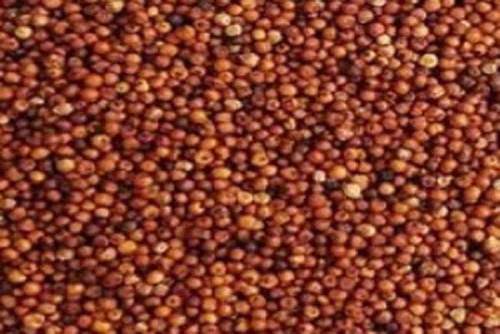 छोटे-छोटे दानों में सेहत का बड़ा खजाना है फिंगर मिलेट, सेवन से पूरे दिन बनी रहेगी एनर्जी! 