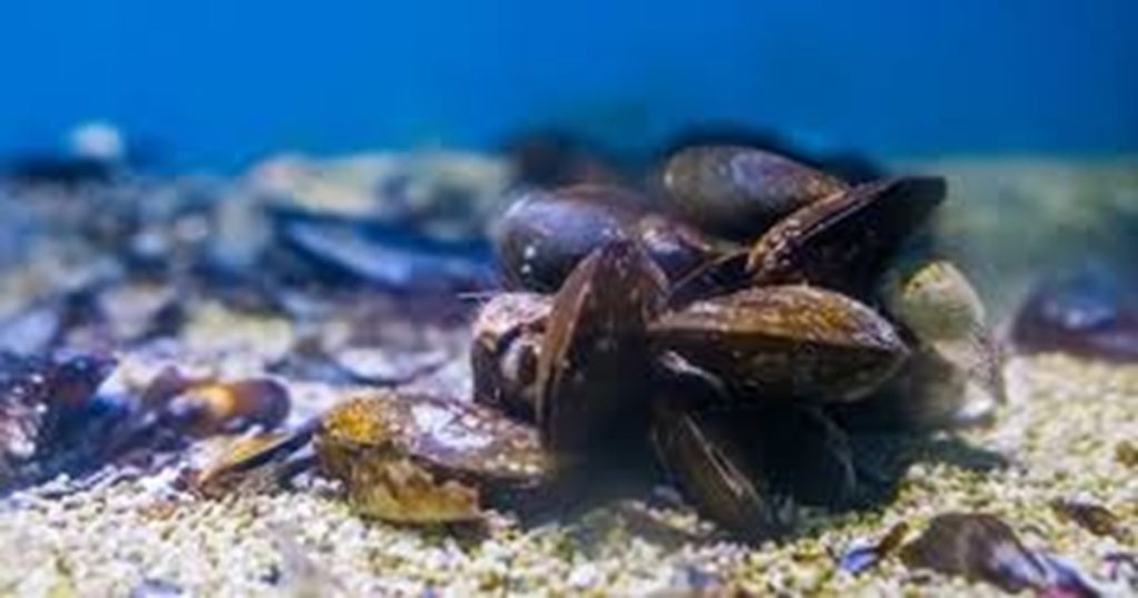 सींपिया है “सुपर-फिल्टर”: समुद्र की प्राकृतिक क्लीनर, रोज 25 लीटर पानी साफ करने की क्षमता