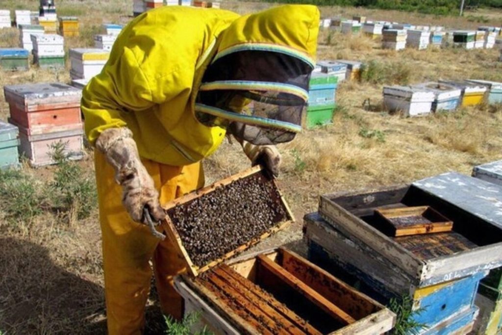 पीएम मोदी ने ‘शहद’ की बात, बोले-11 साल में डेढ़ लाख मीट्रिक टन पहुंचा उत्पादन