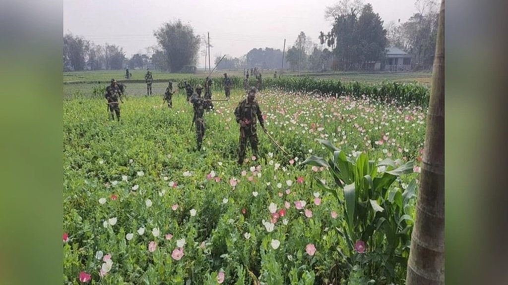 तेंगनौपाल में 15 एकड़ अवैध अफीम की खेती नष्ट; मणिपुर में ‘वार ऑन ड्रग्स’ तेज़