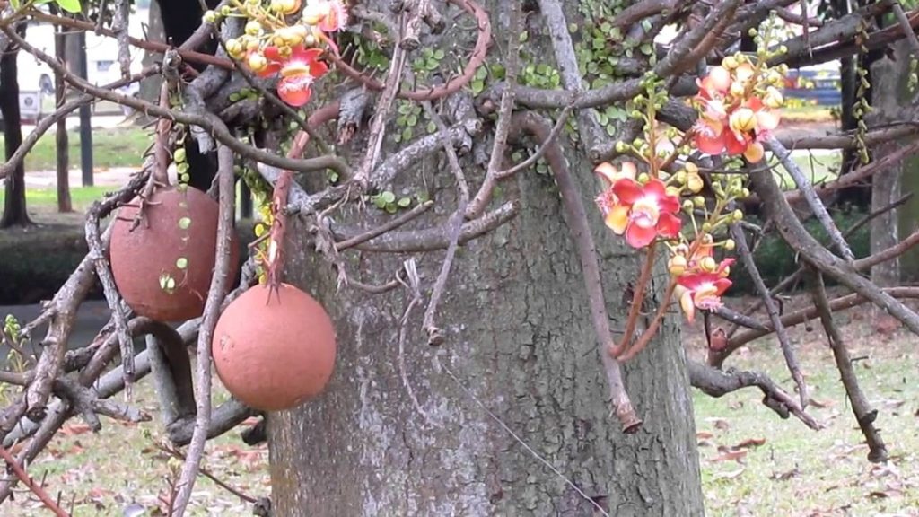 तोप के गोले सा दिखता है नागलिंग का फल, सेवन से मिलते हैं अनगिनत फायदे