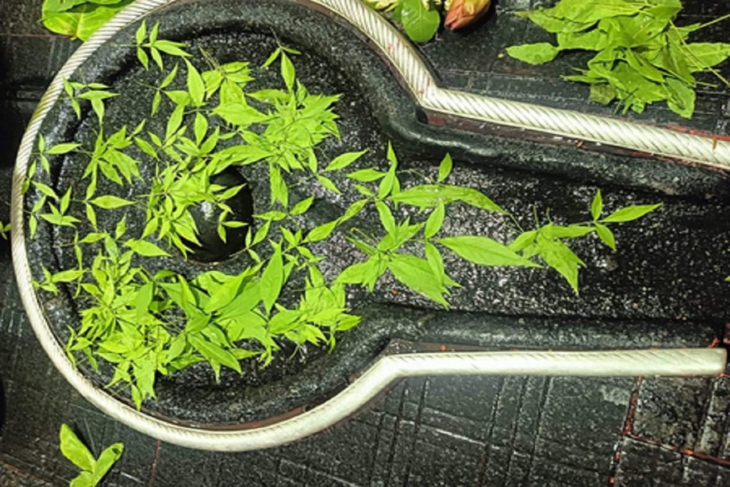 मासिक शिवरात्रि पर करें ये काम, भोलेनाथ की बरसेगी कृपा!