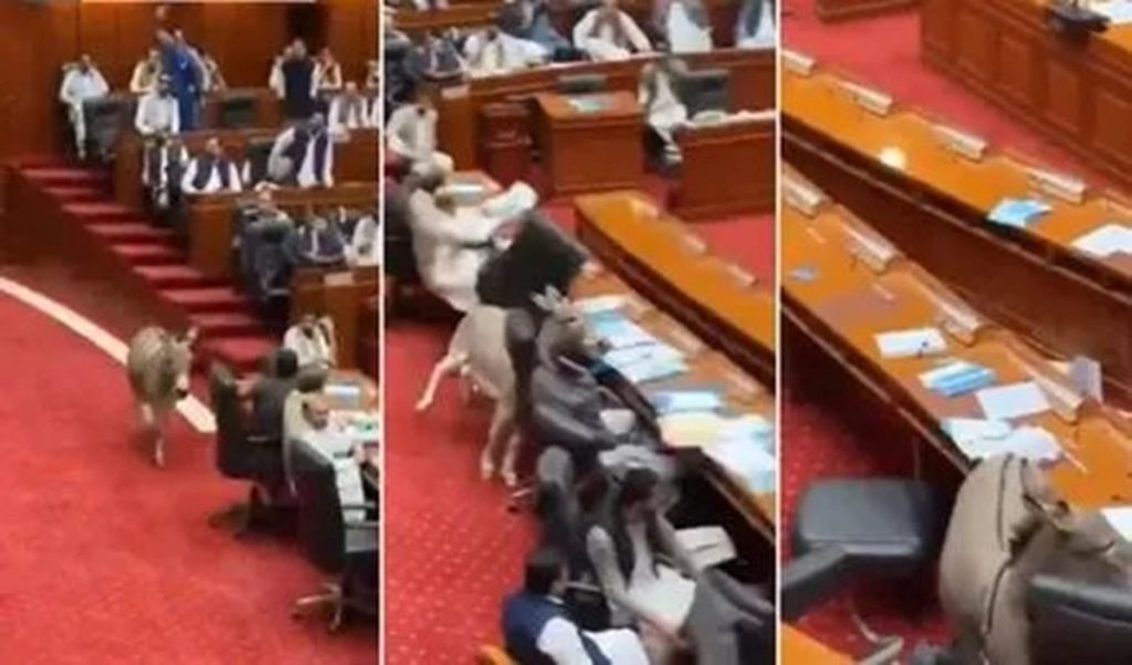 पाकिस्तान: ‘गधों की पार्लिअमेंट में एक और गधा आ गया’, लाइव सत्र में मची हलचल