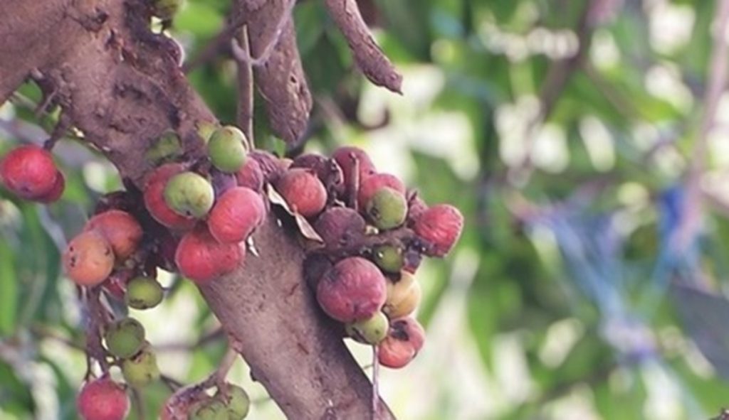 गूलर के हर हिस्से में औषधीय गुण, उम्र बढ़ने की प्रक्रिया को करता है कम