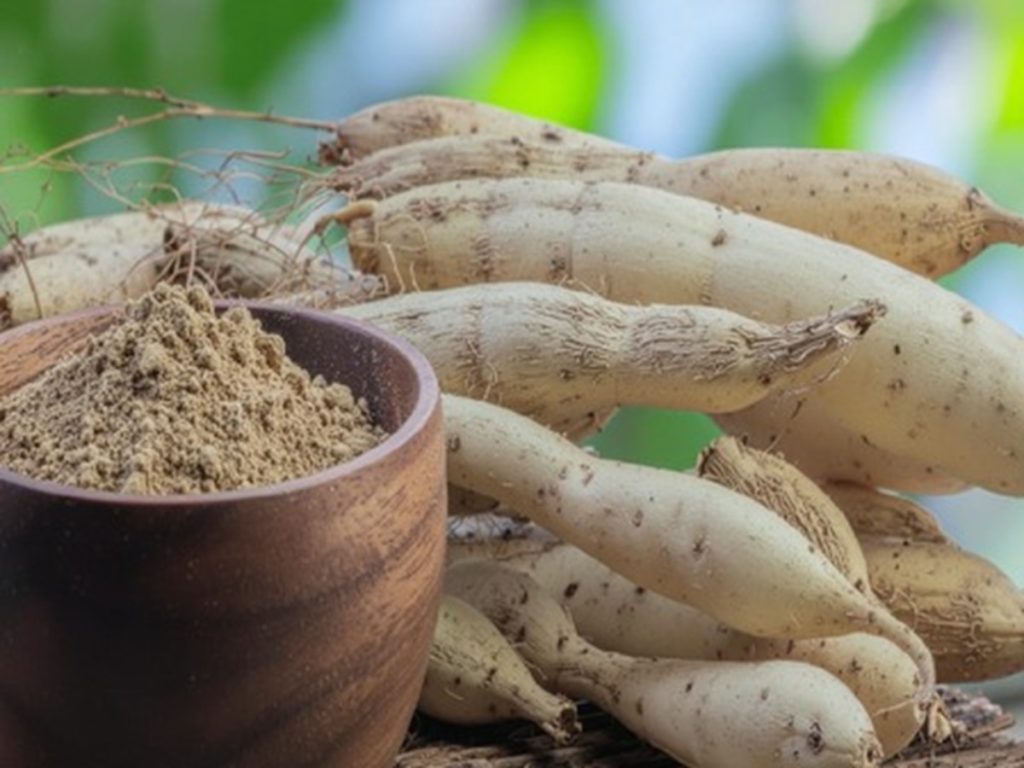 शतावरी: सिर्फ महिलाओं के लिए ही नहीं बल्कि पुरुषों के लिए भी है वरदान