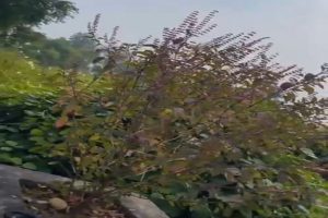 ulsi-Worship-Day-An-inspiring-message-of-faith-health-and-environmental-protection!