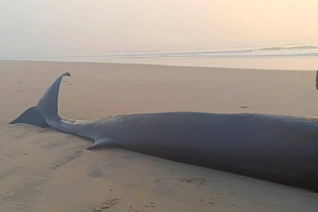 ओडिशा के जगतसिंहपुर में नदी के मुहाने पर मृत मिली 30 फीट लंबी व्हेल, जांच तेज!