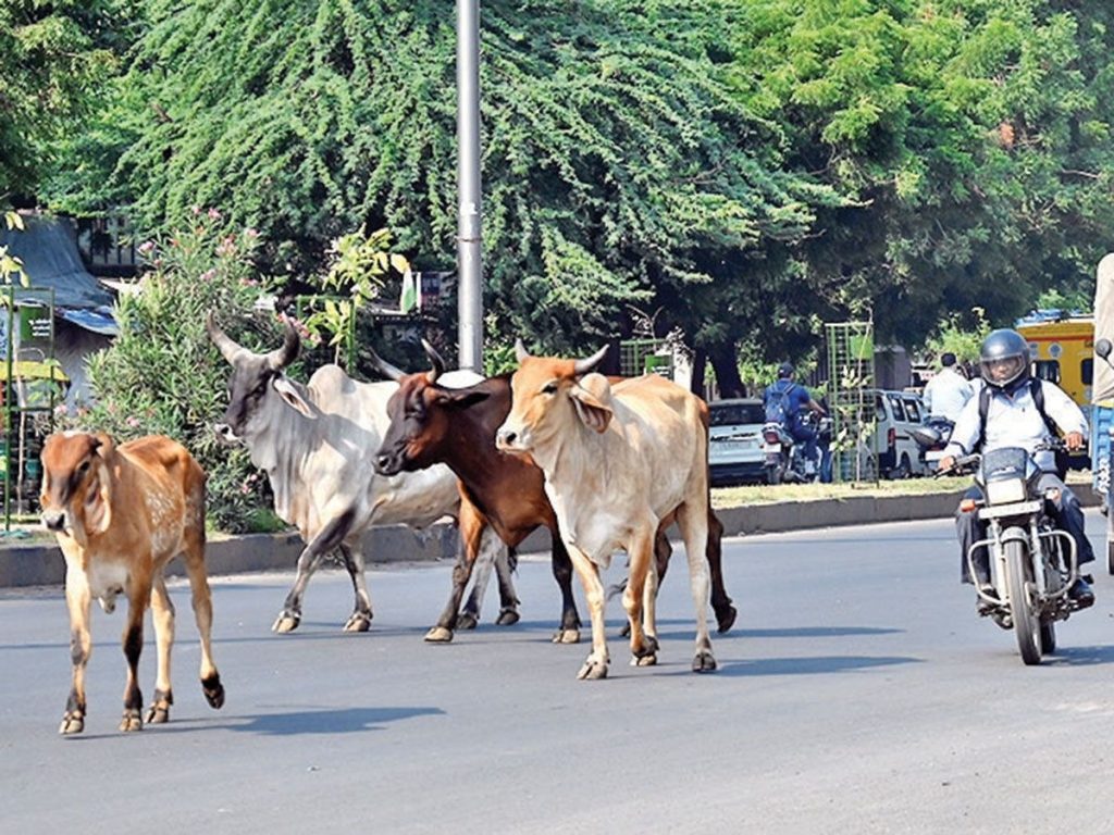 गुजरात: आवारा पशुओं की पहचान के लिए ऐसे इस्तेमाल होगा AI
