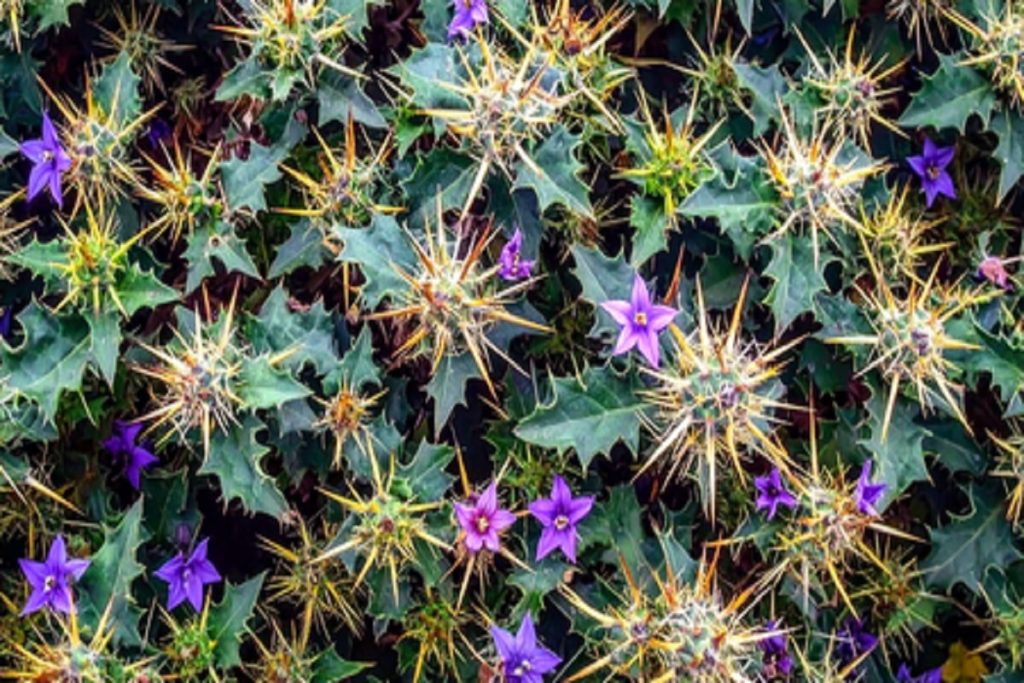 भटकटैया: जंगल का रहस्यमयी पौधा, हर हिस्से में औषधीय गुण!