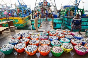 Despite-US-tariffs-Indias-seafood-exports-see-record-growth-Centre
