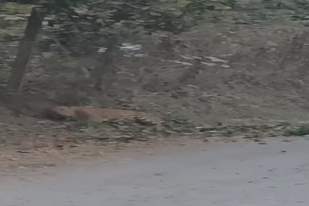 महाराष्ट्र: बोर्डी में बिजली के तारों में एक घंटे तक फंसा रहा तेंदुआ, वन विभाग पर सवाल!