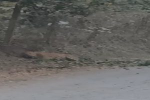 Maharashtra-A-leopard-remained-trapped-in-power-lines-for-an-hour-in-Bordi-questions-raised-about-the-forest-departments-response!