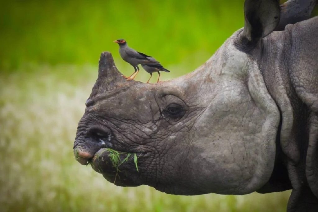 आसाम: 2025 में एक भी गैंडे का शिकार नहीं, मुख्यमंत्री सरमा ने बताई संरक्षण की सफलता