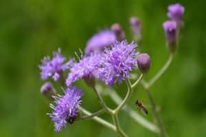 Sahadevi-A-miraculous-herb-of-Ayurveda-a-protector-of-everything-from-the-kidneys-to-the-liver!