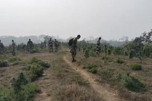 Security-forces-in-Tripura-destroyed-cannabis-plants-worth-₹108-crore
