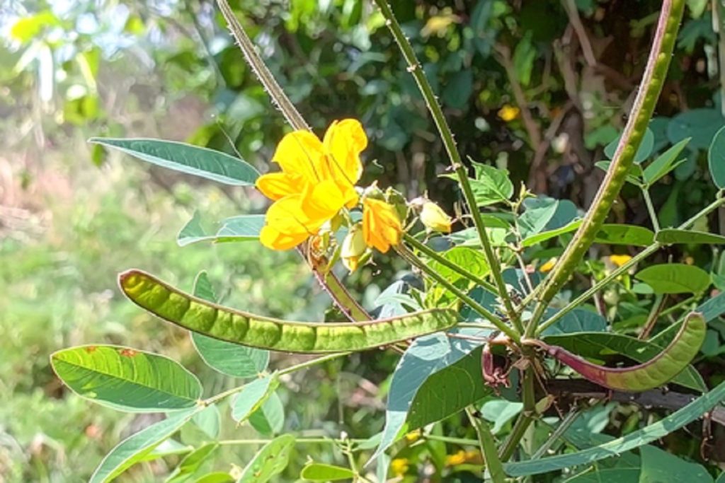 खांसी और जुकाम से हैं परेशान? इस पौधे के इस्तेमाल से मिलेगा तुरंत आराम!