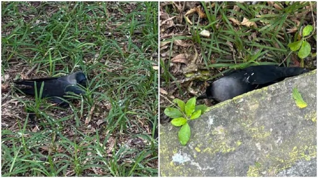 चेन्नई में बर्ड फ्लू का प्रकोप: मृत पाए गए सैकड़ों कौवे