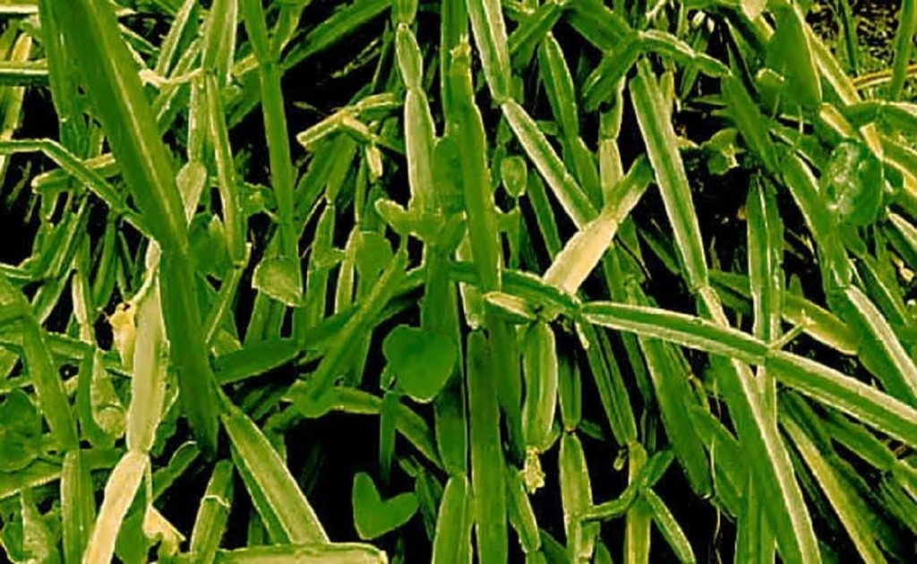 हड़जोड़: अस्थि रोग की वजह से बढ़ गई है परेशानी? यह पौधा दिलाएगा आराम