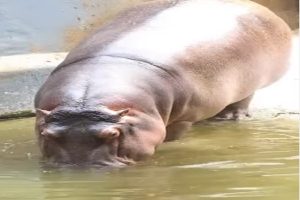 Hippopotamus-a-special-companion-of-the-ecosystem-weighs-up-to-3200-kg!
