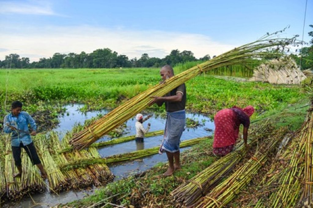 केंद्र ने कच्चे जूट के लिए एमएसपी बढ़ाई, प्रति क्विंटल 275 रुपए का इजाफा किया