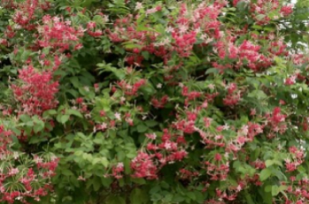 मधुमालती: सुंदर दिखने वाला ये पौधा है बेहद गुणकारी, खांसी से लेकर मासिक धर्म के दर्द में आरामदायक