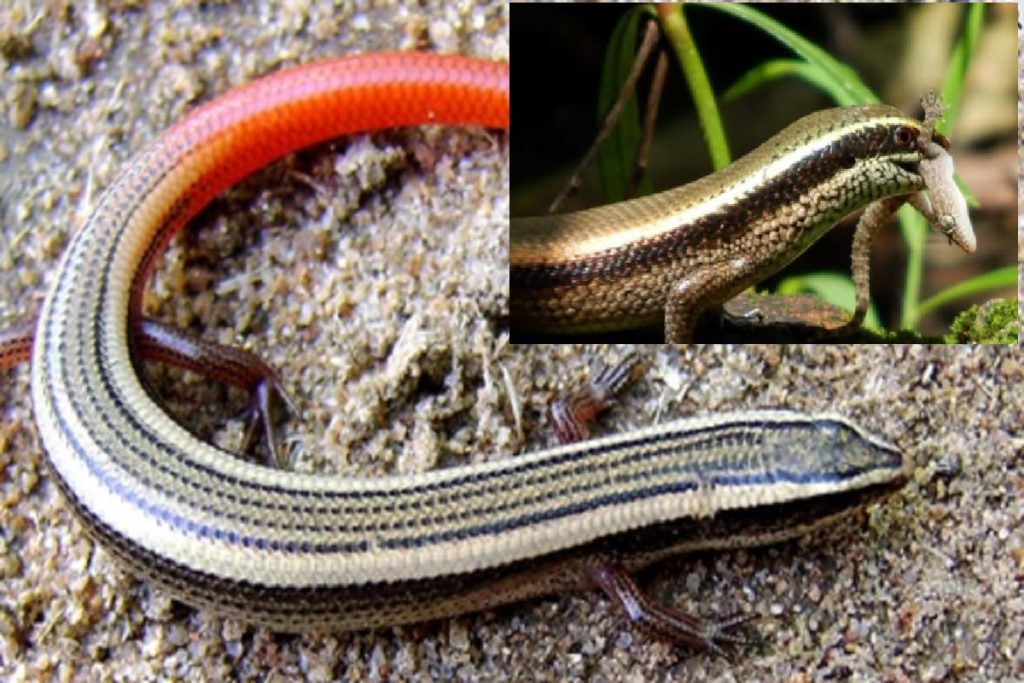 स्किंक : नुकसान न पहुंचाने वाली ‘सांप की मौसी’, इकोसिस्टम के लिए महत्वपूर्ण!