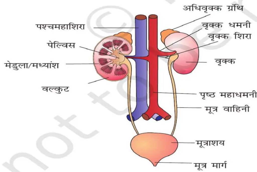 सेहत का आईना: पेशाब रंग, जानिए, बरते सावधानी!