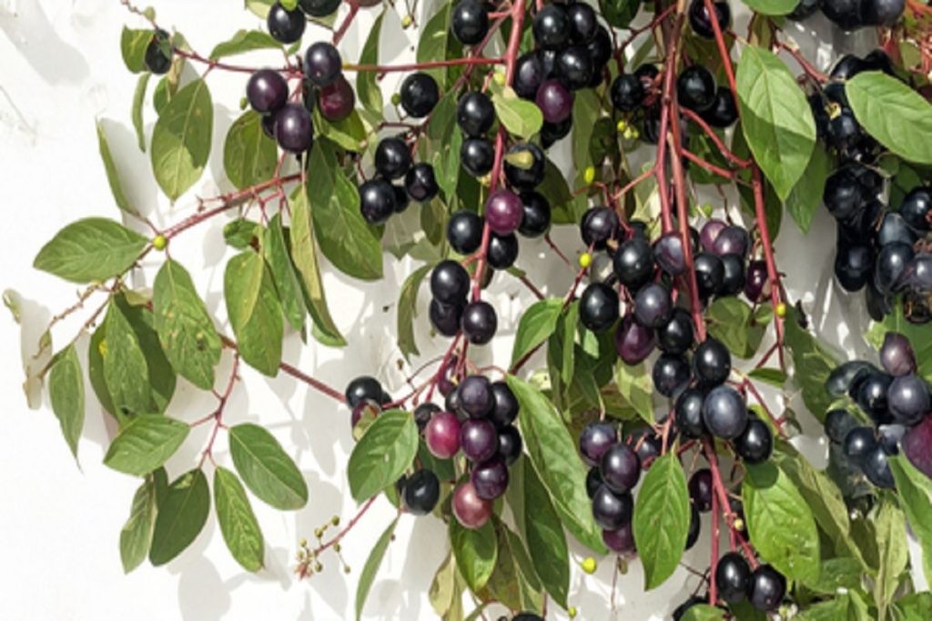 ​एक ऐसी औषधीय झाड़ी, जिसके फल से लेकर जड़ तक में छिपा है सेहत का राज​!