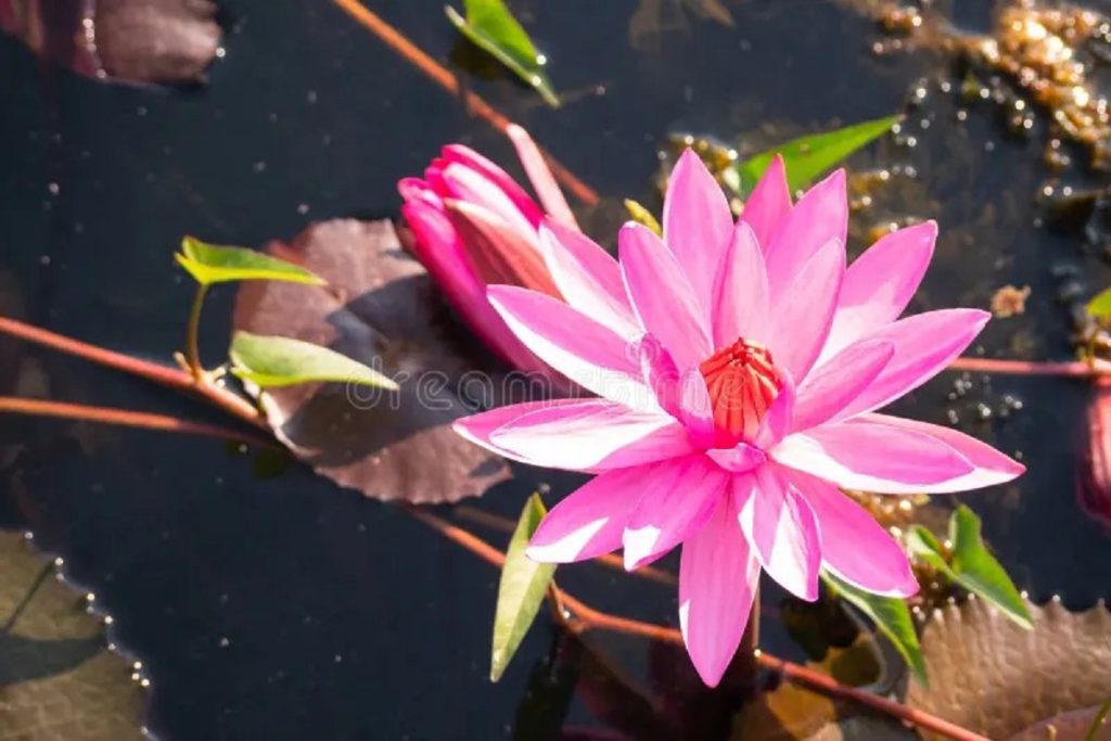केवल बाहरी सौंदर्य ही नहीं, भीतर स्थिरता और संतुलन लाने में मदद करता है कमल का फूल