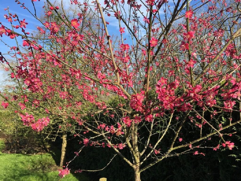 प्रूनस मूम: आयुर्वेद का चमत्कार, हर पंखुड़ी में स्वास्थ्य और ताजगी