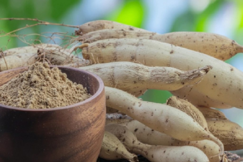 शतावरी का सेवन लाभकारी, गलत जानकारी में बन सकता है नुकसानदायक