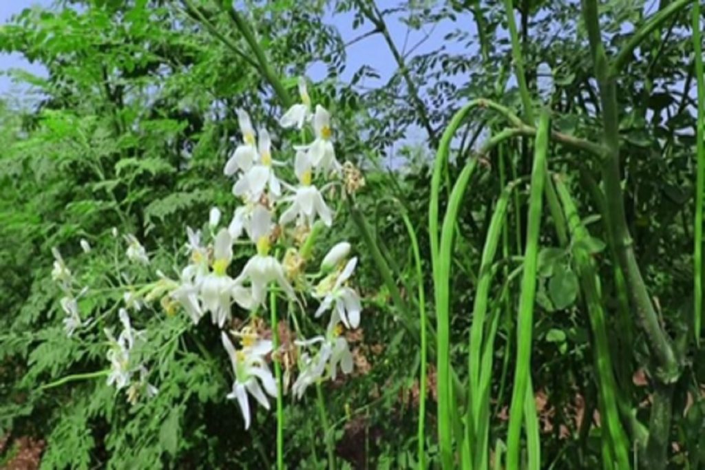 गर्मियों में सहजन का सेवन अमृत समान, पाचन सुधारे और इम्युनिटी बढ़ाए!