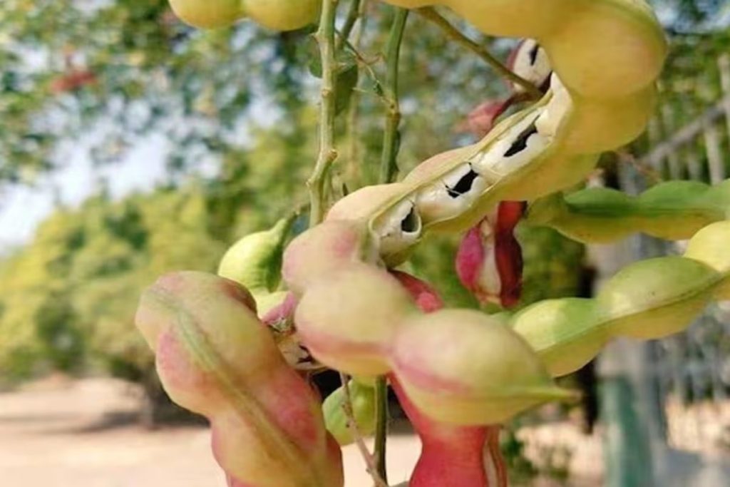 पोषक तत्वों से भरपूर पेड़ों पर फलने वाली ‘जंगल जलेबी’, इम्युनिटी बूस्ट कर हड्डियों को बनाती है मजबूत