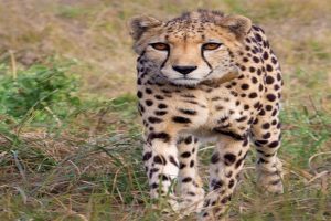 Cheetahs-Go-on-a-Rampage-in-Sheopur-Madhya-Pradesh-Goat-Falls-Prey-Villagers-Terrified
