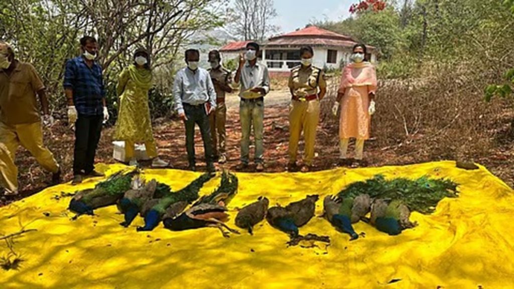 कर्नाटक के तुमकुरू में बर्ड फ्लू का प्रकोप, प्रशासन ने शुरू की निगरानी