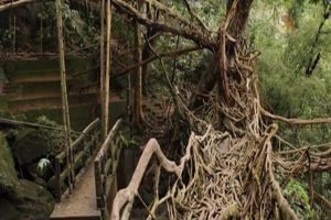 Mann-Ki-Baat-Modi-praises-Meghalayas-root-bridges-UNESCO-bid