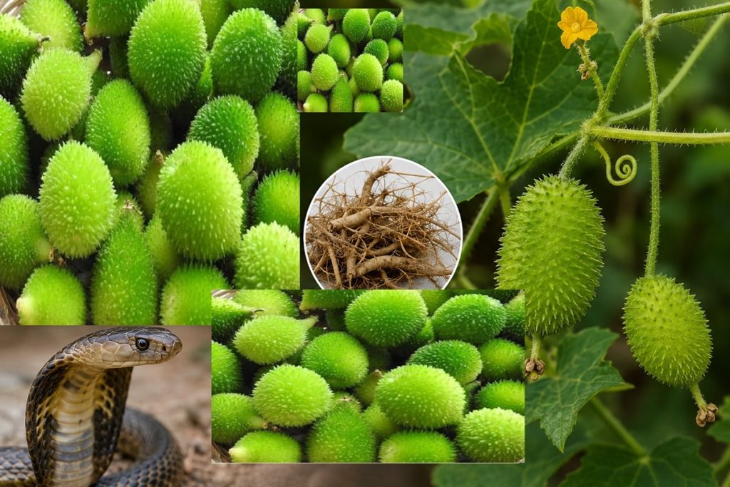 क्या कंटोला (ककोड़ा) सांप के ज़हर को बेअसर कर सकता है? जानिए क्या कहते हैं विशेषज्ञ!