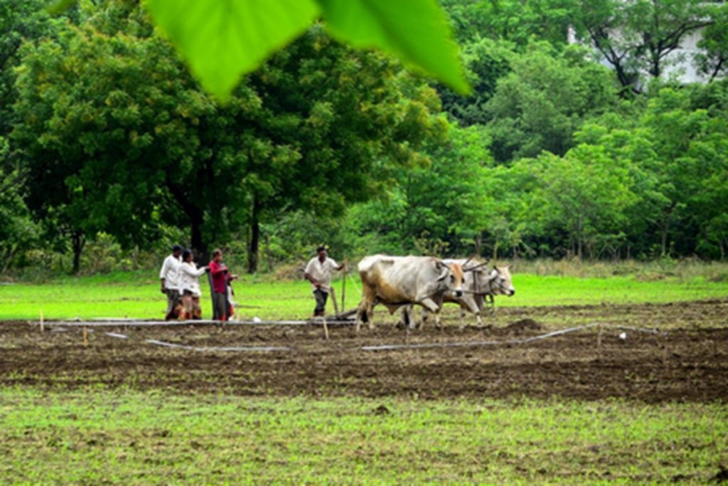 महाराष्ट्र में खरीफ बुआई 59 फीसद तक पहुंची!