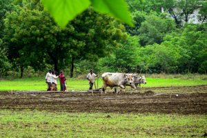 Kharif-sowing-in-Maharashtra-reaches-59-percent