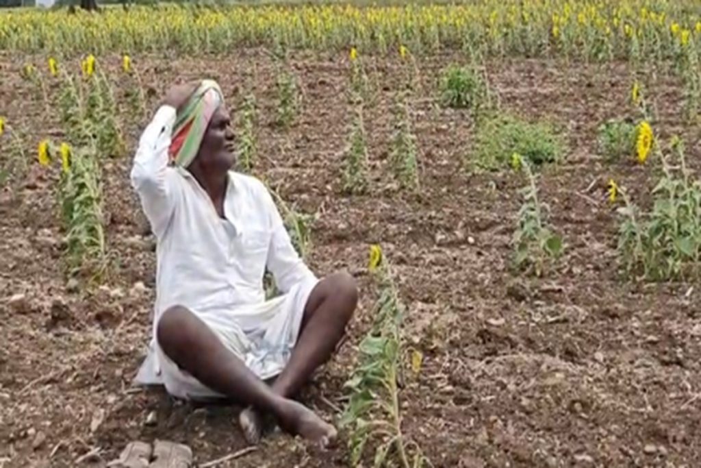 महाराष्ट्र में सूखे पर राज्य सरकार का फैसला, 19 और तालुकों में होगा फसल सर्वेक्षण!